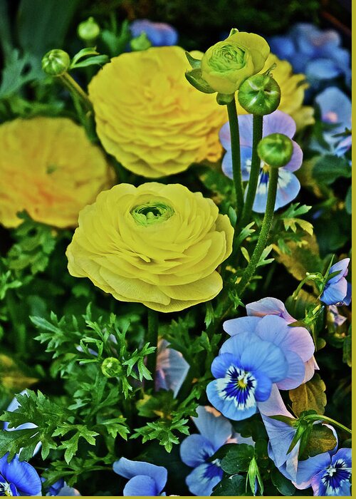 Ranunculus Greeting Card featuring the photograph Spring Show 18 Persian Buttercup with Horned Viola by Janis Senungetuk