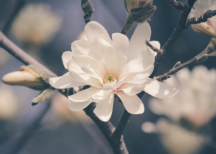 Spring Greeting Card featuring the photograph Spring Sonnet by Viviana Nadowski