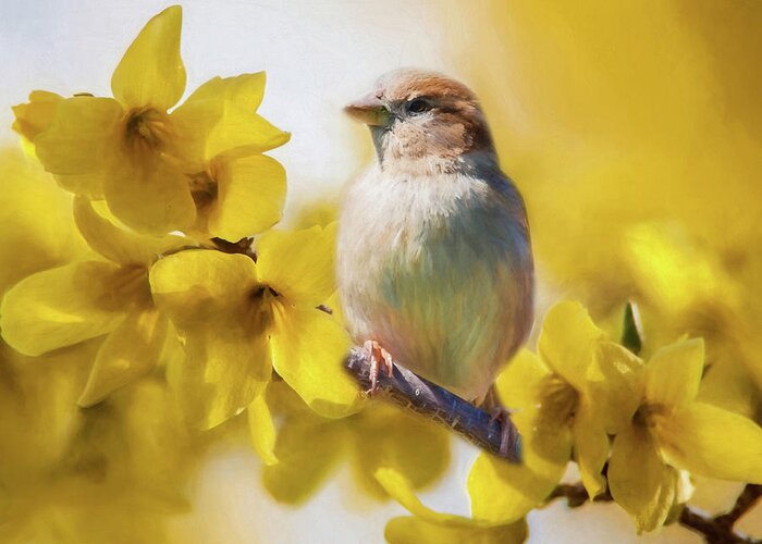 Forsythia Greeting Card featuring the photograph Spring Sparrow by Cathy Kovarik