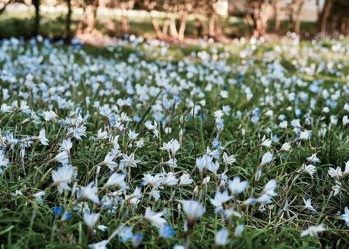 Star Flower Greeting Card featuring the photograph Spring Starflower Field by Rachel Morrison