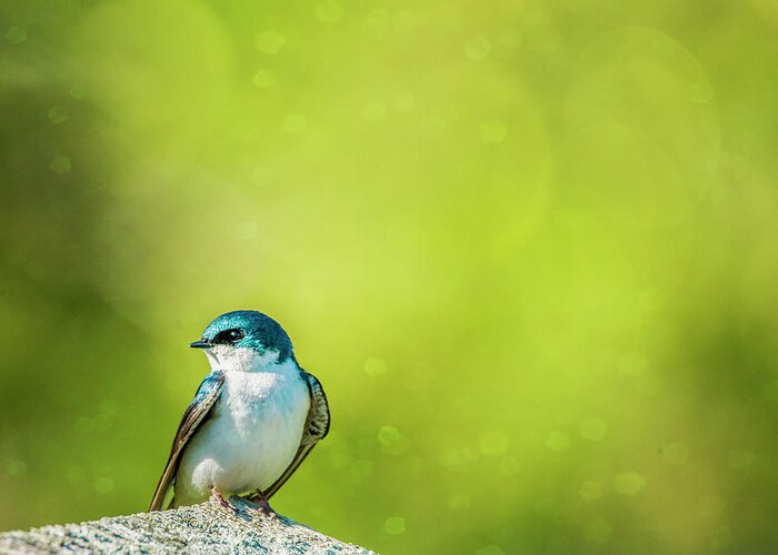 Tree Swallow Greeting Card featuring the photograph Spring Swallow by Cathy Kovarik