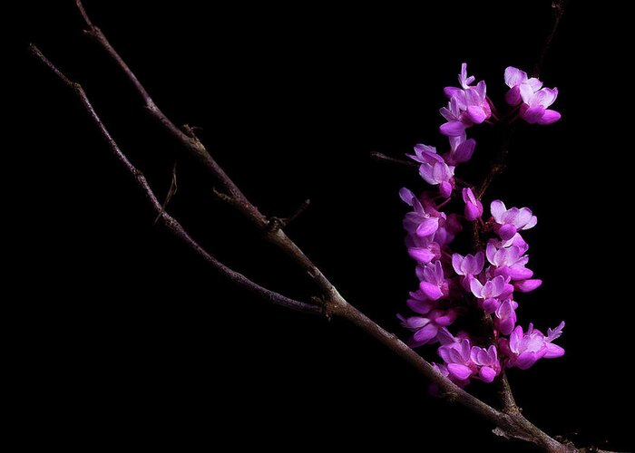 Redbud Greeting Card featuring the photograph Spring Time 4 by Mike Eingle
