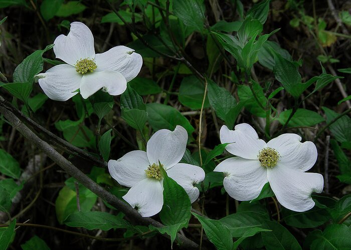 Dogwood Greeting Card featuring the photograph Spring Time Dogwood by Mike Eingle