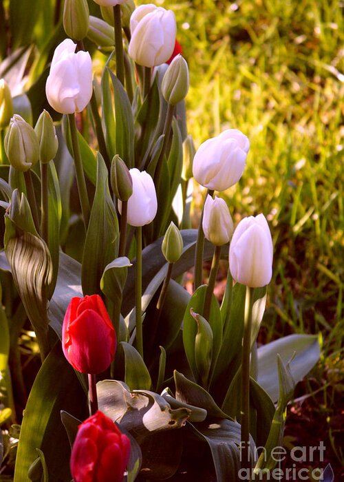 Spring Time Greeting Card featuring the photograph Spring Time Tulips by Susanne Van Hulst
