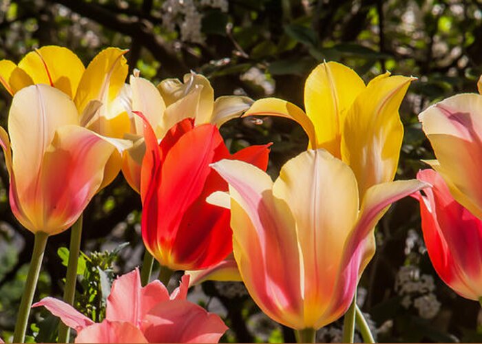 Tulips Greeting Card featuring the photograph Spring Tuliips by Jim Moore