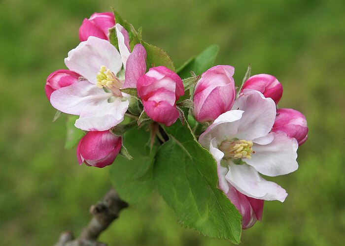 Apple Blossom Greeting Card featuring the photograph Springtime Apple Blossom by Gill Billington