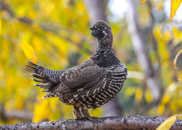 Sam Amato Photography Greeting Card featuring the photograph Spruce Grouse on alert by Sam Amato