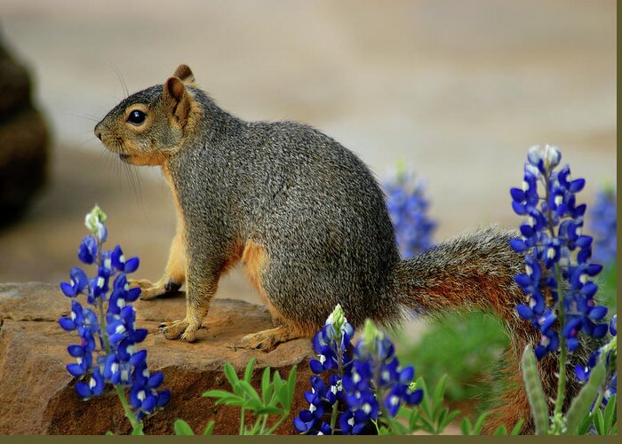 Squirrel Greeting Card featuring the photograph Squirrel in Texas Bluebonnets by Ted Keller