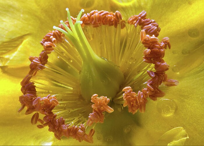 Wort Greeting Card featuring the photograph St Johns Wort Flower Centre by Shirley Mitchell