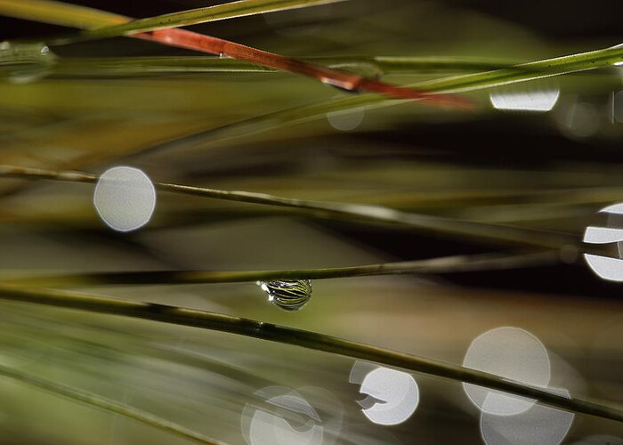 Water Drop Greeting Card featuring the photograph Stability Among Chaos by Mike Eingle