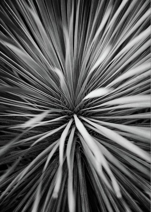 Plant Greeting Card featuring the photograph Starburst by Scott Norris