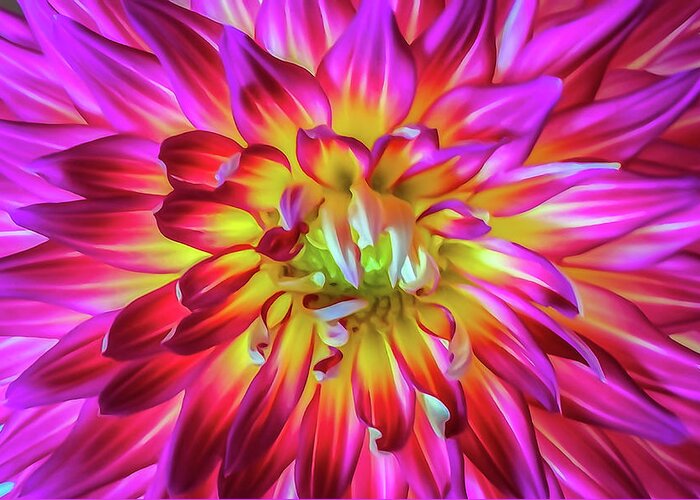 Flower Greeting Card featuring the photograph Starburst by Tom and Pat Cory
