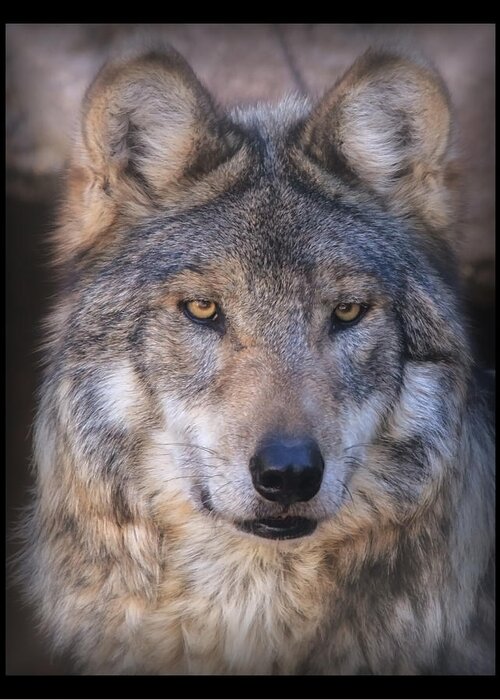 Wolf Greeting Card featuring the photograph Stare Down By Sancho by Elaine Malott