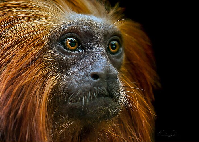 Tamarin Greeting Card featuring the photograph Stare down by Paul Neville