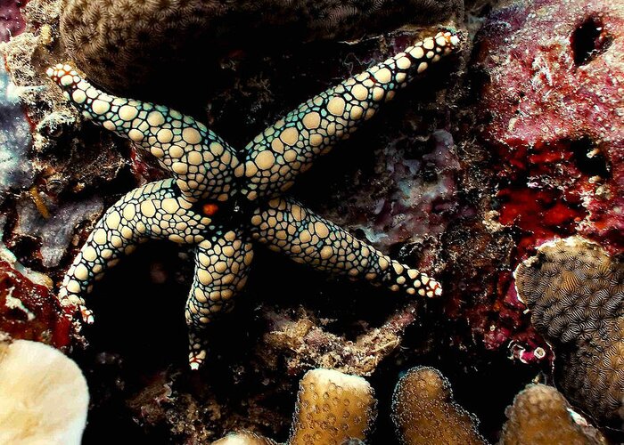 Starfish Greeting Card featuring the photograph Starfish by Dragica Micki Fortuna