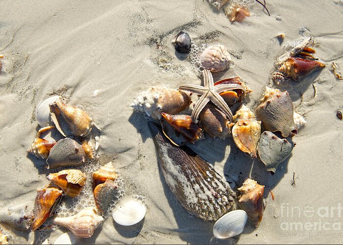 Starfish Greeting Card featuring the photograph Starfish with five points on Sea Shells by David Arment