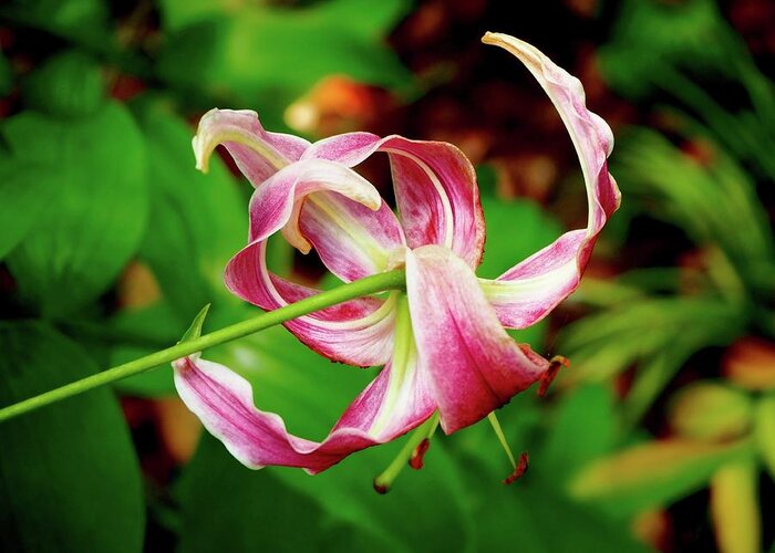 Stargazer Lily Pink White Green Spots Floating Spacial Flower Garden Nature Tall Slender Joyful Movement Fluid Curled Petals Bright Star Shape Shooting Reaching Greeting Card featuring the photograph Stargazer by Alida M Haslett