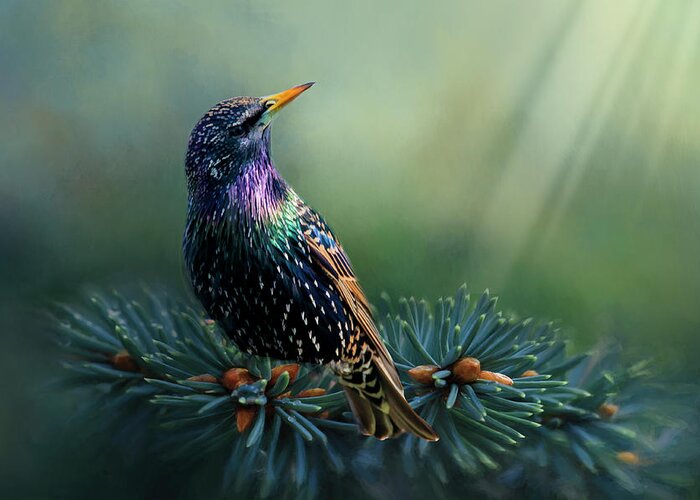 Bird Greeting Card featuring the photograph Starling by Cathy Kovarik