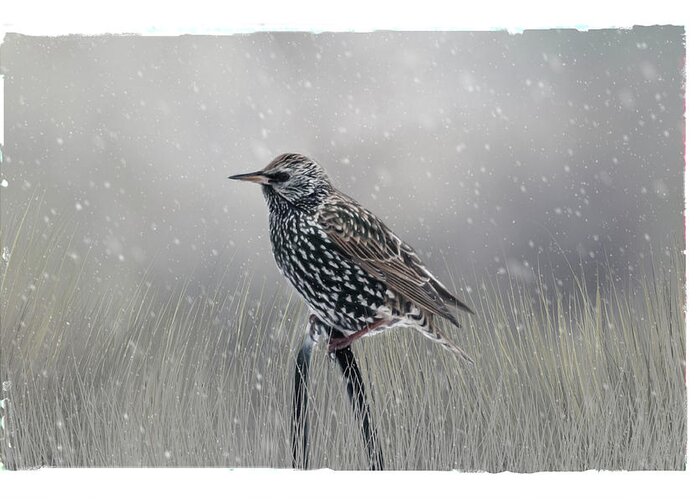 Avian Greeting Card featuring the photograph Starling In Winter by Cathy Kovarik