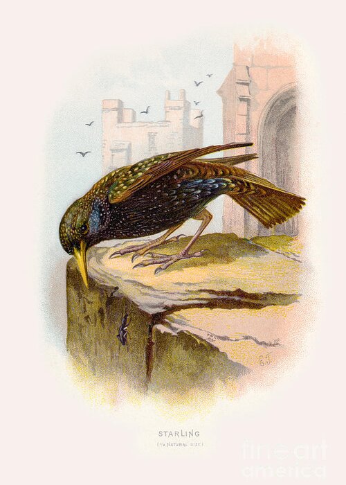 Vintage Greeting Card featuring the digital art Starling Restored by Pablo Avanzini