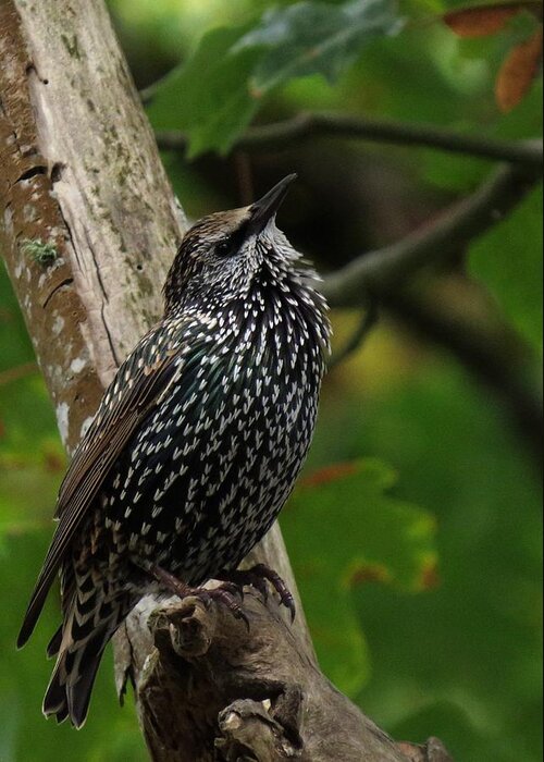 Nw Bird Greeting Card featuring the photograph Starling Pride by I'ina Van Lawick