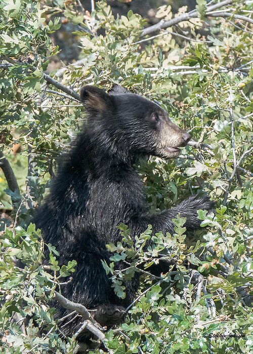 Black Bear Greeting Card featuring the photograph Startled Black Bear Cub by Stephen Johnson