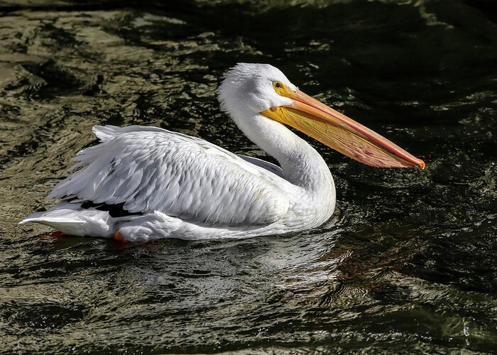 Pelican Greeting Card featuring the photograph Steady As She Goes by Ray Congrove