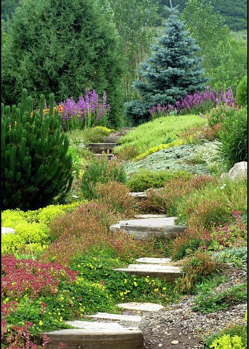 Steamboat Springs Greeting Card featuring the photograph Steamboat Garden Path by Peggy Dietz
