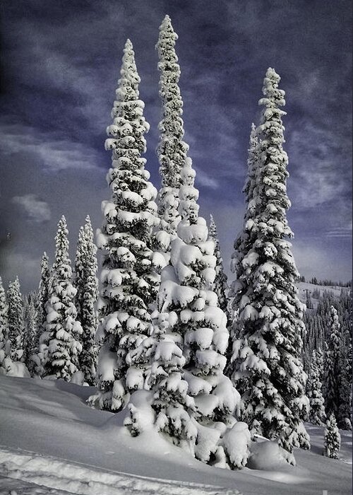  Winter Greeting Card featuring the photograph Steamboat Springs Trees 2 by Timothy Hacker