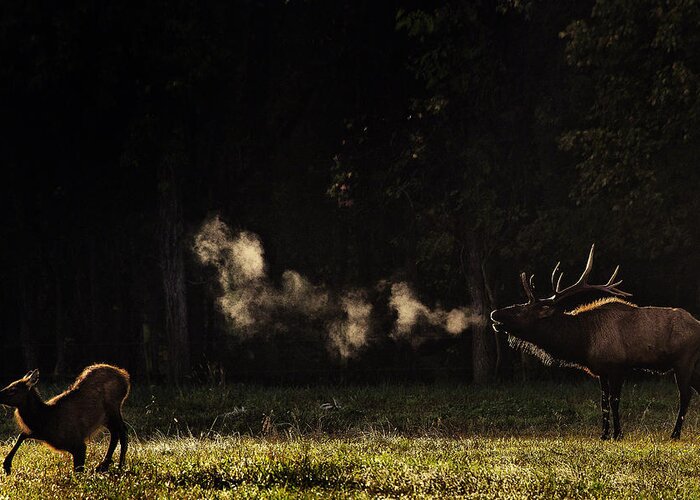 Elk Bugle Greeting Card featuring the photograph Steamy Breath Elk Bugle by Michael Dougherty