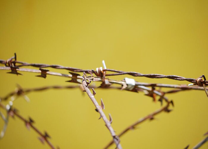 Richard Reeve Greeting Card featuring the photograph Steel Thorns by Richard Reeve