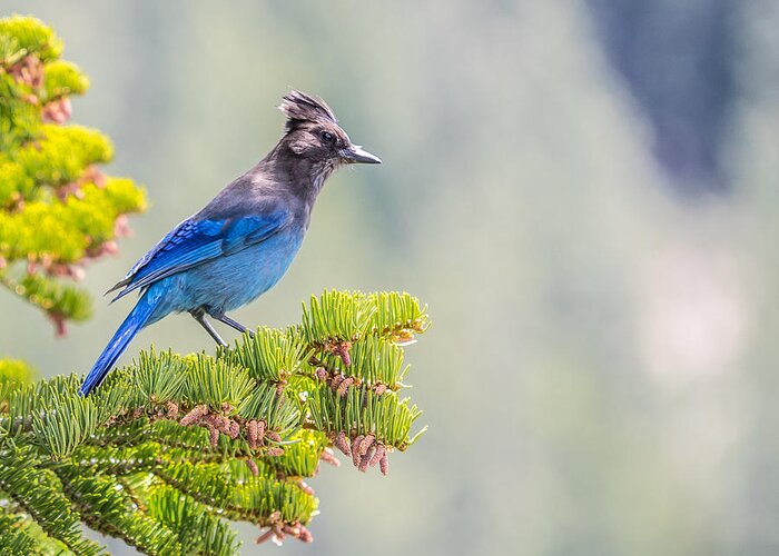 Stellars Jay Tahoe Bird Blue Greeting Card featuring the photograph Stellers Jay by Martin Gollery