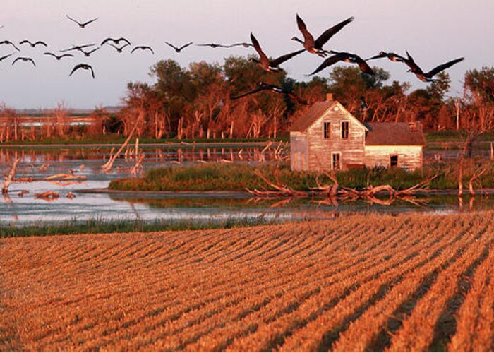 North Dakota Geese Wheat Stubble Devils Lake Farm Autumn Hunting Lake Abandoned Homestead Scenic Landscape Panorama Greeting Card featuring the photograph Stensby Homestead by Peter Herman