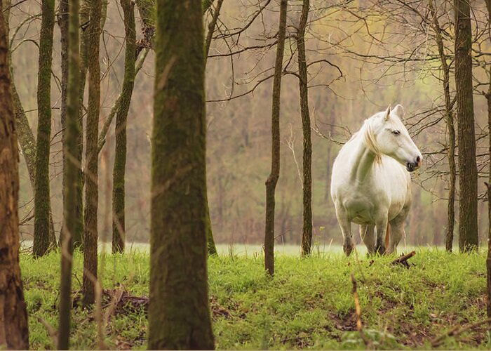 Missouri Wild Horses Greeting Card featuring the photograph Stepping into the Wild by Holly Ross