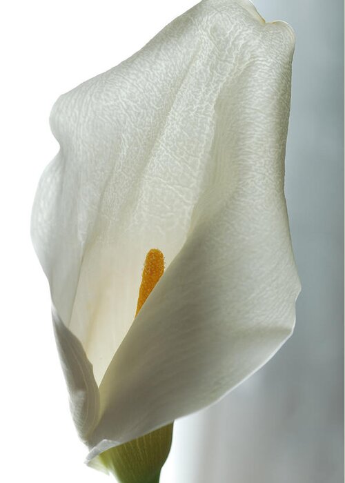 Calla Lily Greeting Card featuring the photograph Still Life Calla by Terence Davis