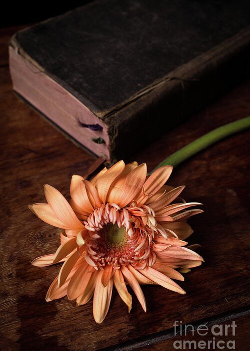 Flowers Greeting Card featuring the photograph Still life with orange flower and old Bible by Edward Fielding
