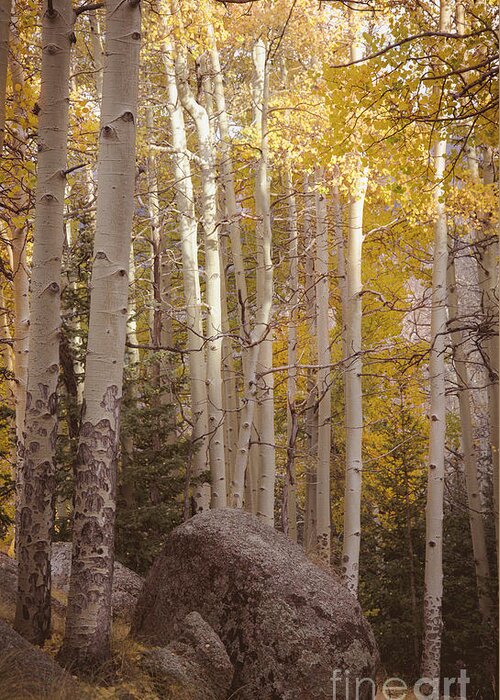 Aspen Trees Greeting Card featuring the photograph Stillness by The Forests Edge Photography - Diane Sandoval