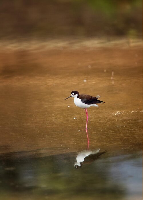 Stilt Greeting Card featuring the photograph Stilt and Reflection by Susan Gary