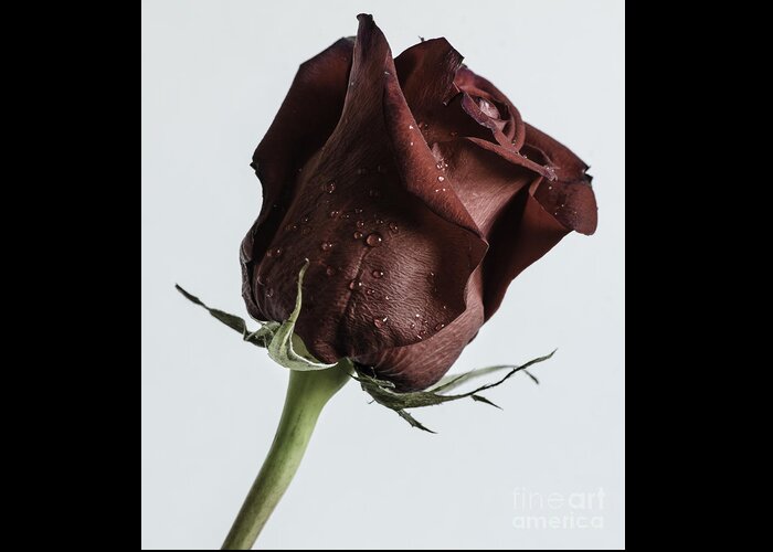 Rose Greeting Card featuring the photograph Stop And Smell The Rose by Nick Boren