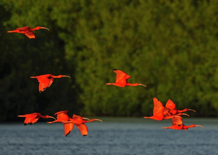 Scarlet Ibis Greeting Card featuring the photograph Stop Lights by Tony Beck