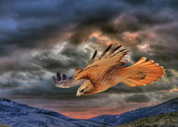 Red Tail Hawk Greeting Card featuring the photograph Stormy Flight by Donna Kennedy