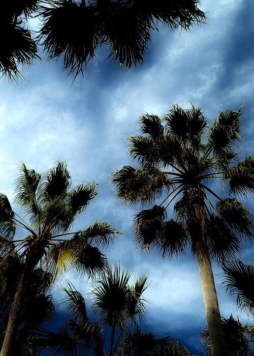 Palm Greeting Card featuring the photograph Stormy Palms 2 by David Smith
