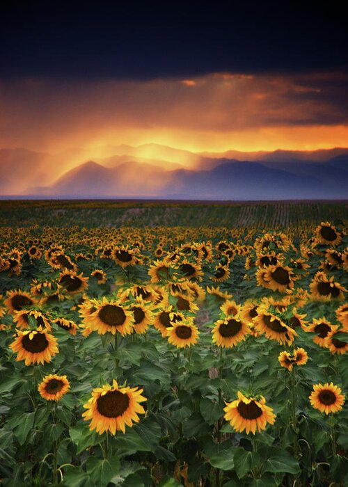 Agriculture Greeting Card featuring the photograph Stormy Sunflowers by John De Bord