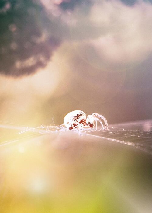 Spider Greeting Card featuring the photograph Story Of A Spider by Jaroslav Buna