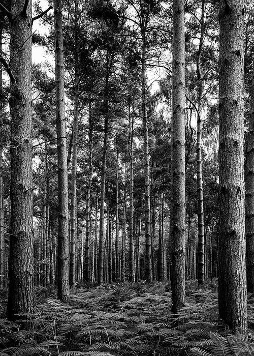 Trees Greeting Card featuring the photograph Straight Up by Nick Bywater