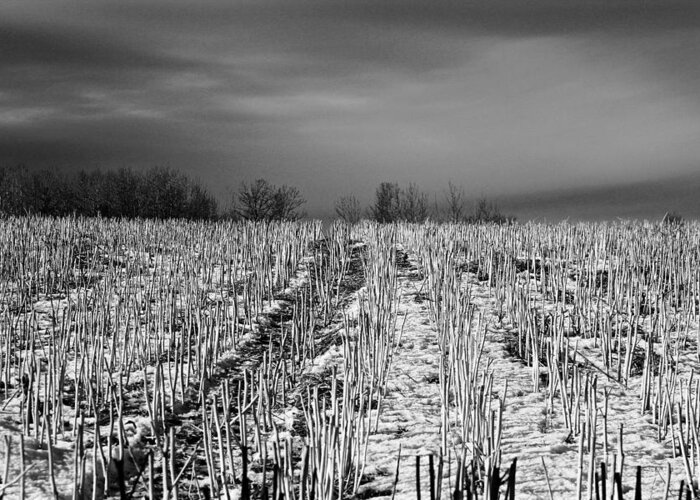  Greeting Card featuring the photograph Straw fields by Brian Sereda