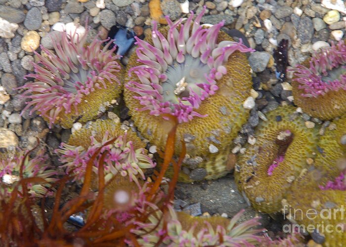Ruby Beach And Beach 4 Greeting Card featuring the photograph Strawberry Anemonies by Chuck Flewelling