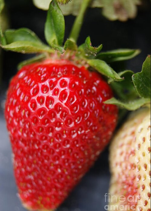 Fruit Greeting Card featuring the photograph Strawberry by Tina McKay-Brown