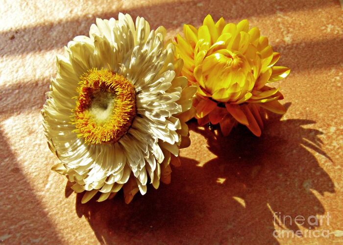 Strawflower Greeting Card featuring the photograph Strawflowers on the Window Sill 5 by Sarah Loft