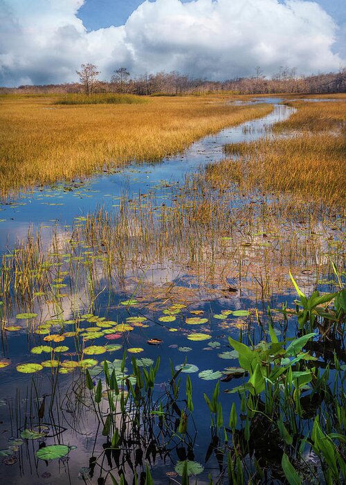 Clouds Greeting Card featuring the photograph Stream Through the Everglades by Debra and Dave Vanderlaan